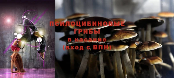 прущие грибы Абинск